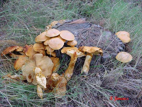Gymnopilus spectabilis